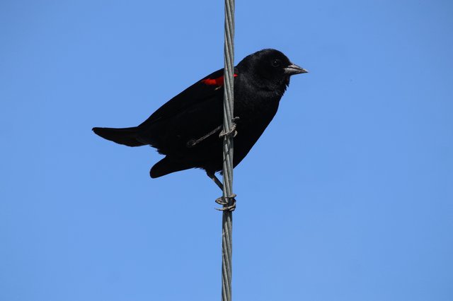 Red-Winged Blackbird Perched on Wire Against Clear Sky