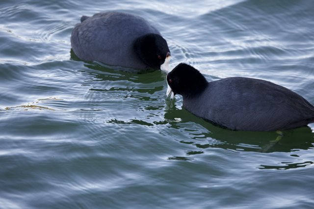 Duo in the Deep - The Merced Lake Black Ducks