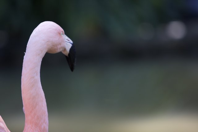 A Fiery Flamingo's Beak