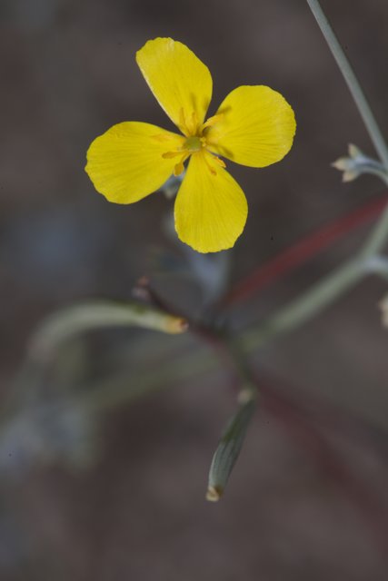 The Golden Geranium