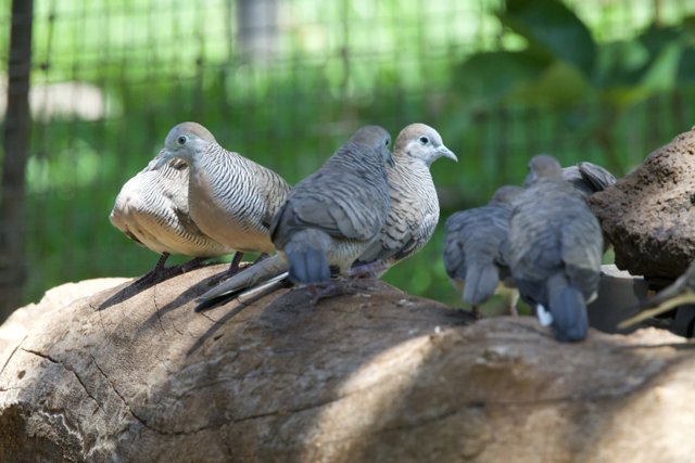 Serenity at the Aviary: Doves in Repose