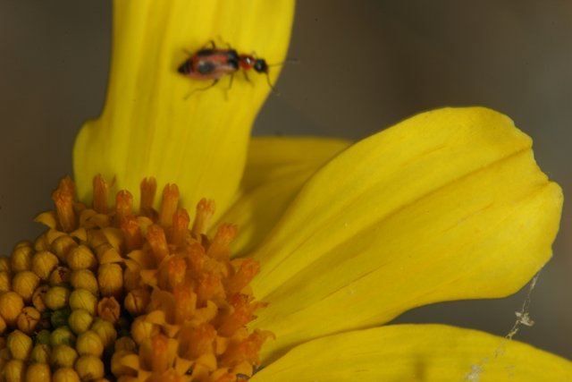Pollen Gathering on a Daisy Flower
