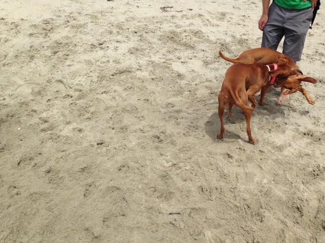 Sunny Day at Rosie's Dog Beach