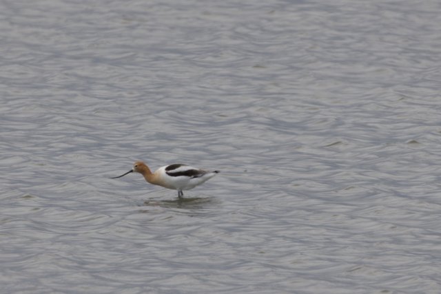 Tranquil Foraging in San Pablo Bay