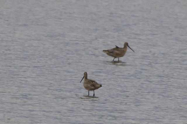 Wading Companions