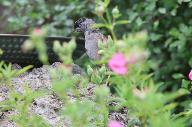 Gray Bird Perched Among Pink Flowers in Garden