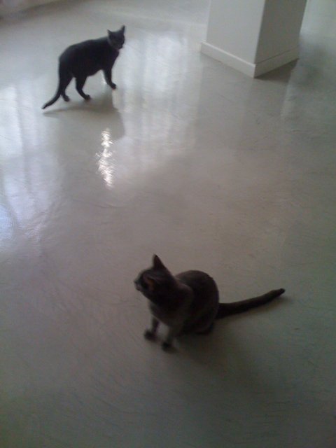 Feline Duo on the Flooring