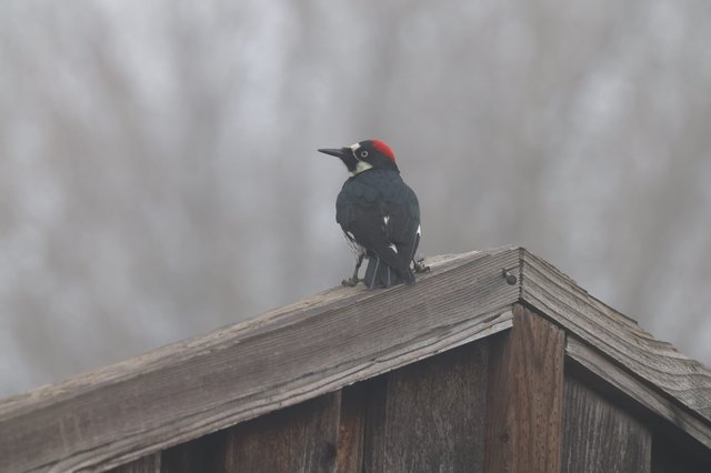 Acorn Woodpecker Perched on Weathered Birdhouse Roof