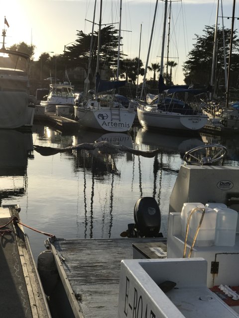 A Scenic View at Channel Islands Harbor