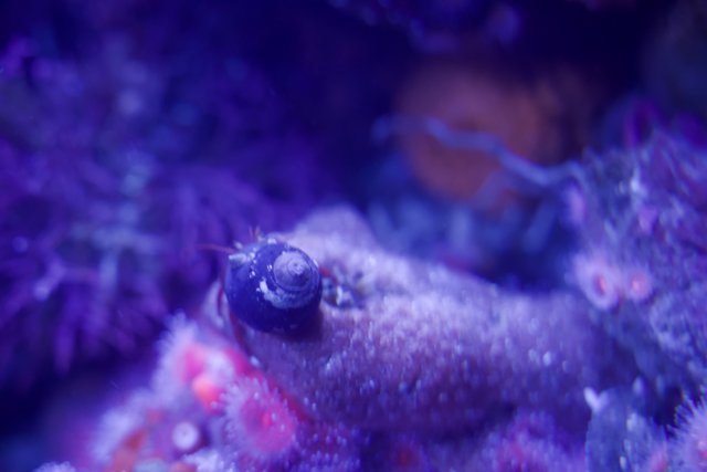 Ethereal Encounter with the Purple Sea Anemone