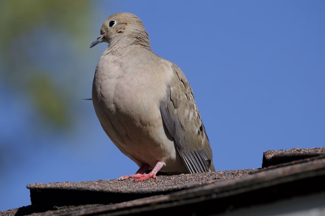 Mourning Dove Perched on Textured Roof Edge