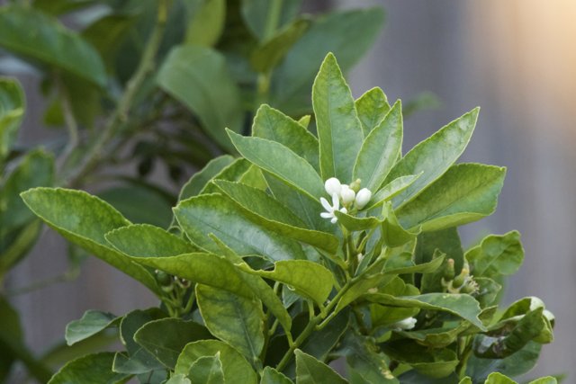 Citrus Blossom Serenity
