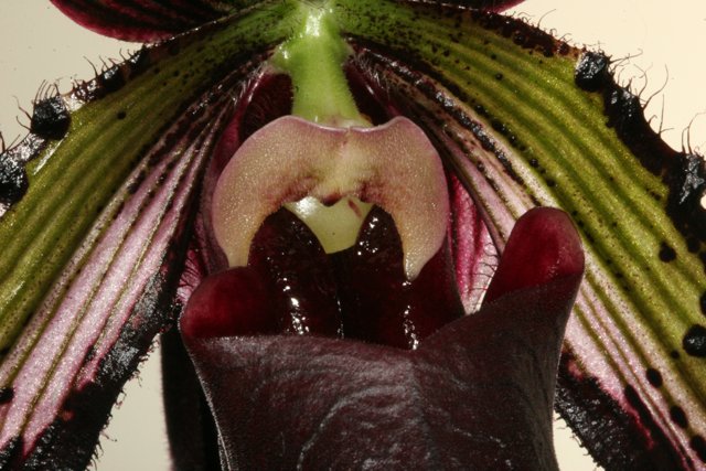 The Alluring Beauty of Orchid's Large Opening