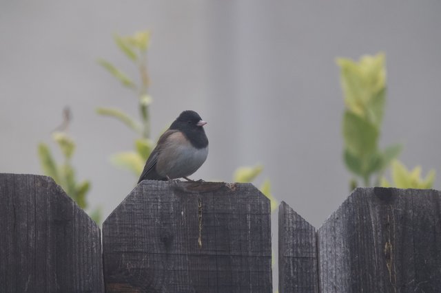 Dark-eyed Junco Perched on Weathered Wooden Fence