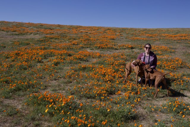 Orange Field Adventure with Cathy and Her Dogs