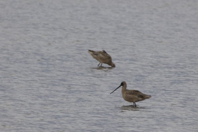 Graceful Sandpipers at San Pablo Bay