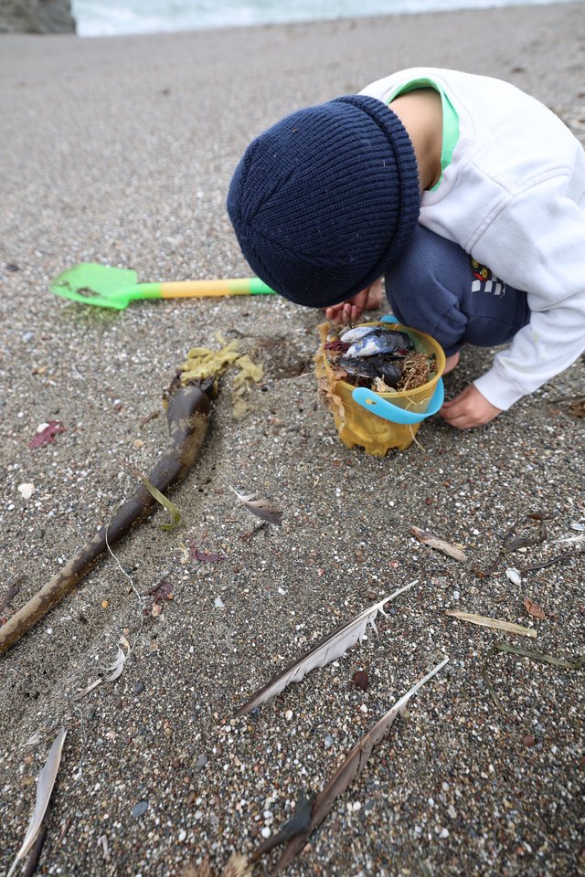 Young Explorer Collecting Beach Treasures in Bucket