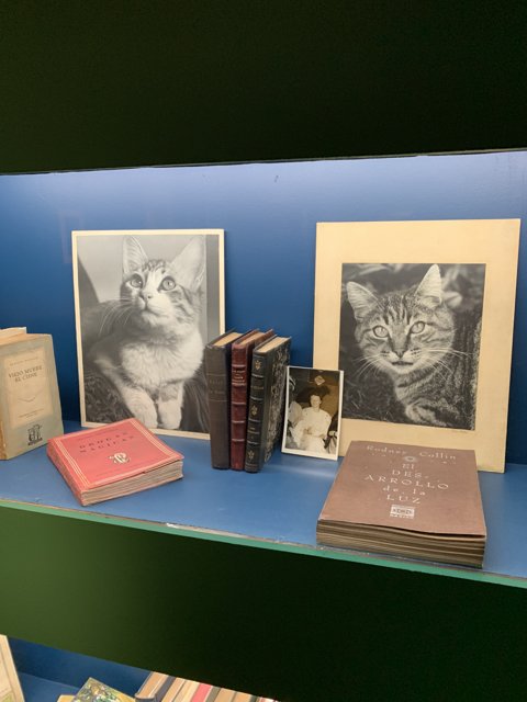 Cats on a Bookshelf