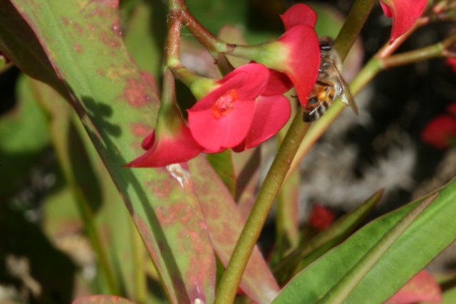 Bee on Red Geranium Flower
