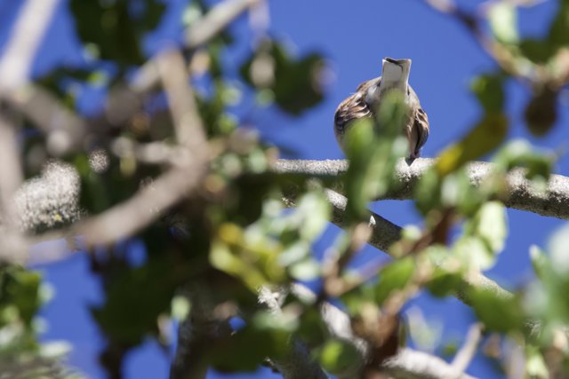 Perched Among the Leaves