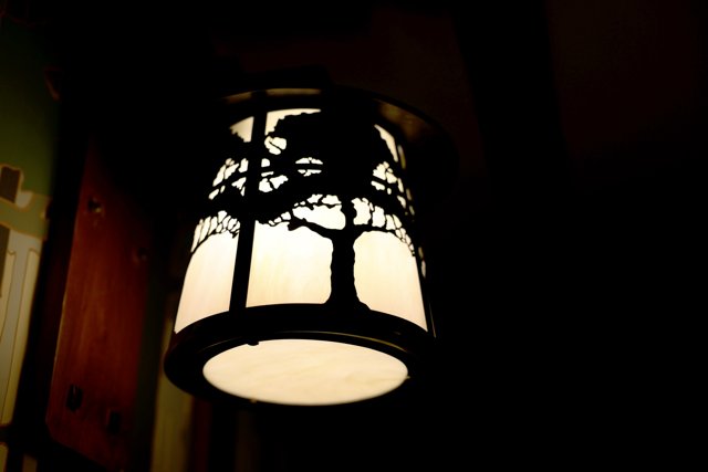 Illuminated Tree Silhouette