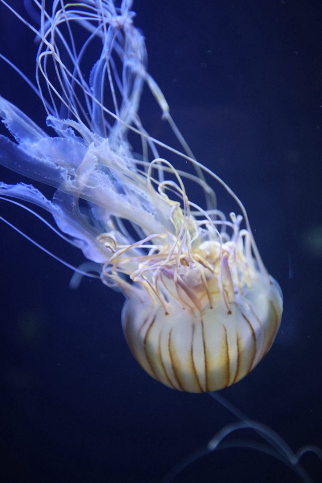 Translucent Jellyfish Floating in Deep Blue Waters