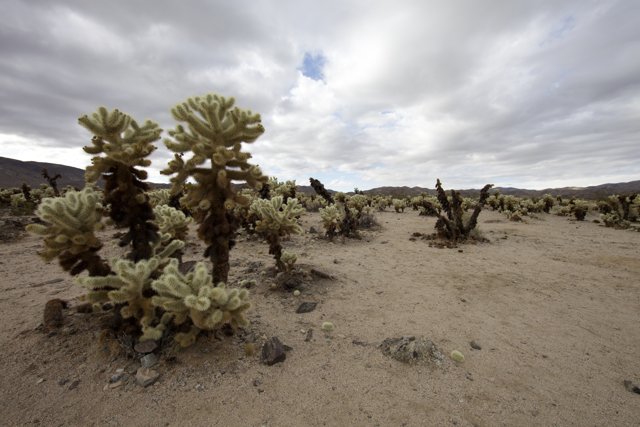 Desert Scenery with Cactus Plants and Rocks