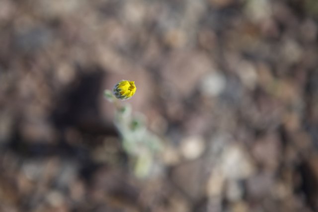 Yellow Blossom in a Rocky Field
