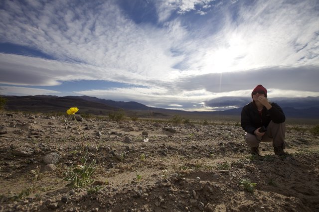 Solitary Bloom: One Flower in the Desert Vastness