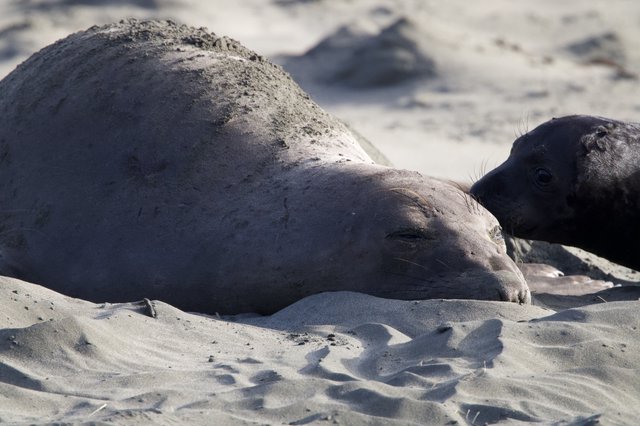 Elephant Seal Mother and Pup Resting on Sandy Beach