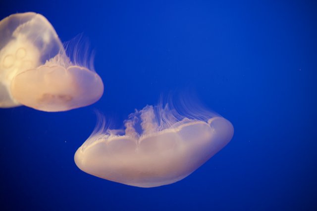Serene Dance of the Jellyfish