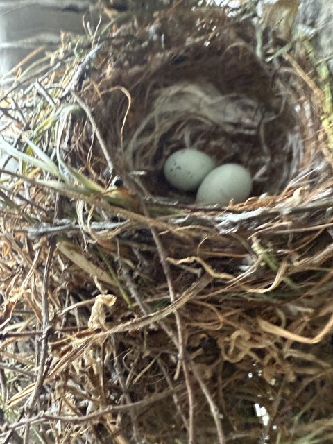 Nestled Beginnings