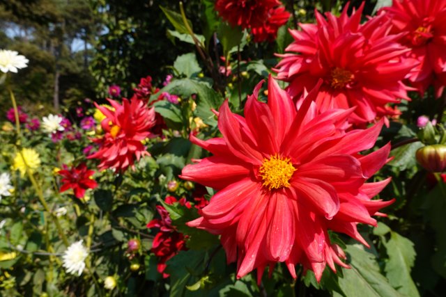 A Colorful Garden Blooms with Dahlias and Daisies