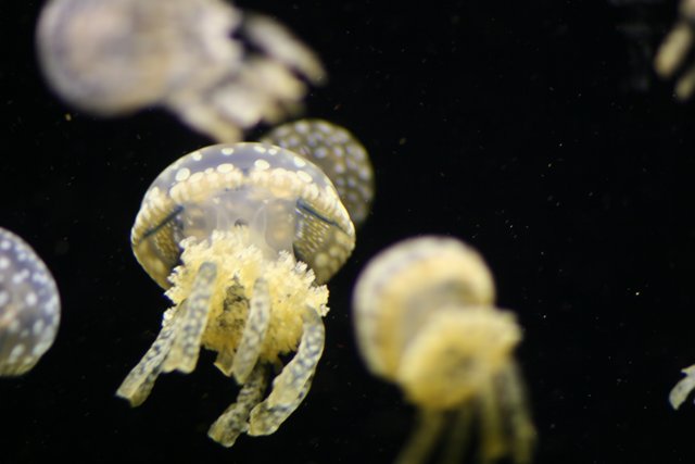 Graceful Jellyfish Tails