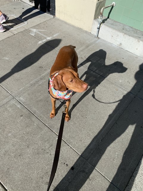 Urban Dog Walk