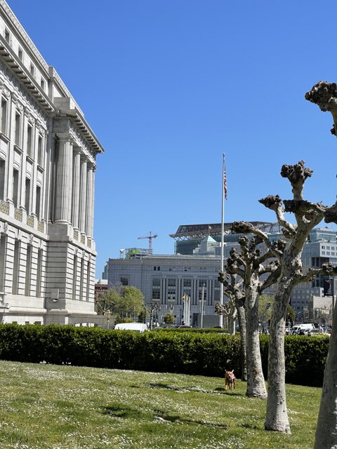 Majestic City Hall with Towering Tree