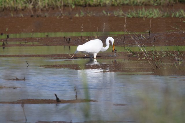Great Egret Fishing in Flooded Wetland Waters