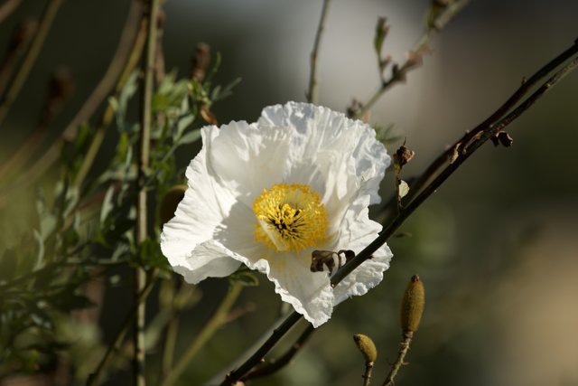 The Intricate Beauty - White Poppy, 2023