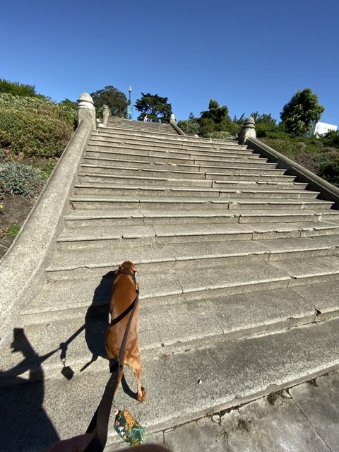 Dog Takes on the Stairs