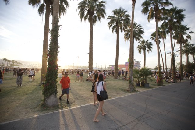 Summer Stroll among Palm Trees