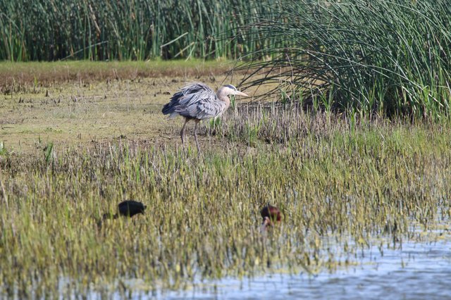 Great Blue Heron Foraging in Wetland Marsh
