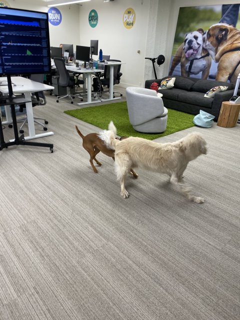 Canine Playground in the Office