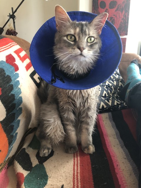 Blue-Cone Cat on the Couch