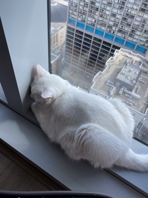 Feline Gazing Out the Cityscape