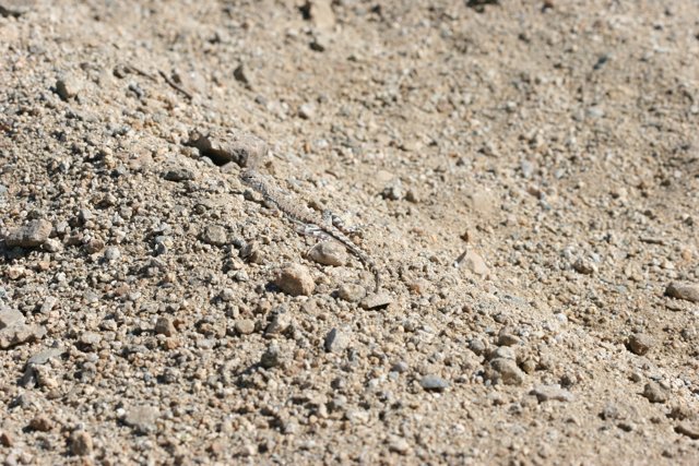 Camouflaged Lizard in Sandy Habitat