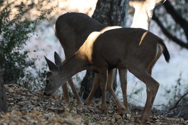 Morning Graze at Carmel Valley Ranch