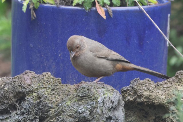 Small Brown Bird Perched on Weathered Garden Wall