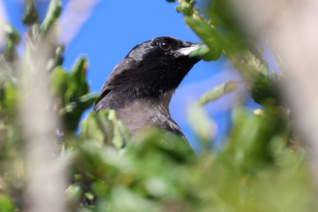 Winged Watcher in the Wilderness