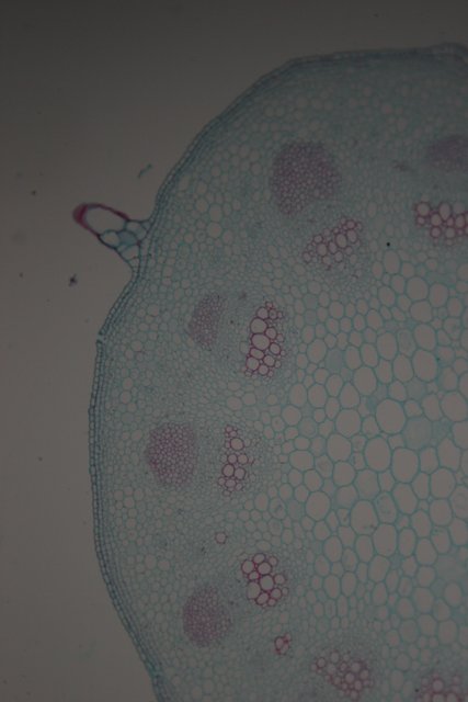 Water and Stains on a Plant Cell