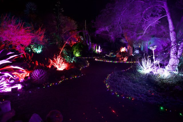 Enchanted Evenings in the Garden
